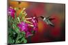 Ruby-Throated Hummingbird Male at Winged Tobacco, Illinois-Richard and Susan Day-Mounted Photographic Print