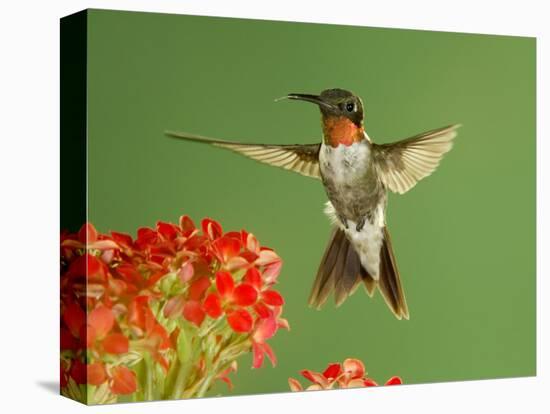 Ruby Throated Hummingbird,Male Feeding on Kalanchoe Flower, New Braunfels, Texas, USA-Rolf Nussbaumer-Stretched Canvas