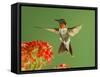 Ruby Throated Hummingbird,Male Feeding on Kalanchoe Flower, New Braunfels, Texas, USA-Rolf Nussbaumer-Framed Stretched Canvas