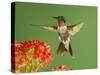 Ruby Throated Hummingbird,Male Feeding on Kalanchoe Flower, New Braunfels, Texas, USA-Rolf Nussbaumer-Stretched Canvas