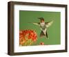 Ruby Throated Hummingbird,Male Feeding on Kalanchoe Flower, New Braunfels, Texas, USA-Rolf Nussbaumer-Framed Premium Photographic Print