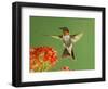 Ruby Throated Hummingbird,Male Feeding on Kalanchoe Flower, New Braunfels, Texas, USA-Rolf Nussbaumer-Framed Premium Photographic Print