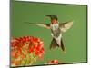 Ruby Throated Hummingbird,Male Feeding on Kalanchoe Flower, New Braunfels, Texas, USA-Rolf Nussbaumer-Mounted Premium Photographic Print