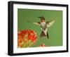 Ruby Throated Hummingbird,Male Feeding on Kalanchoe Flower, New Braunfels, Texas, USA-Rolf Nussbaumer-Framed Photographic Print