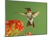 Ruby Throated Hummingbird,Male Feeding on Kalanchoe Flower, New Braunfels, Texas, USA-Rolf Nussbaumer-Mounted Photographic Print