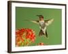 Ruby Throated Hummingbird,Male Feeding on Kalanchoe Flower, New Braunfels, Texas, USA-Rolf Nussbaumer-Framed Photographic Print