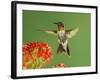 Ruby Throated Hummingbird,Male Feeding on Kalanchoe Flower, New Braunfels, Texas, USA-Rolf Nussbaumer-Framed Photographic Print