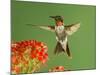 Ruby Throated Hummingbird,Male Feeding on Kalanchoe Flower, New Braunfels, Texas, USA-Rolf Nussbaumer-Mounted Photographic Print