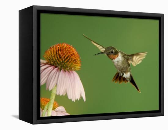 Ruby Throated Hummingbird,Male Feeding on Purple Coneflower, New Braunfels, Texas, USA-Rolf Nussbaumer-Framed Stretched Canvas