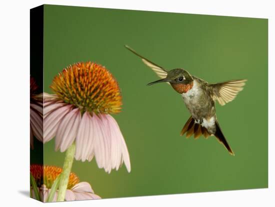 Ruby Throated Hummingbird,Male Feeding on Purple Coneflower, New Braunfels, Texas, USA-Rolf Nussbaumer-Stretched Canvas