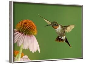 Ruby Throated Hummingbird,Male Feeding on Purple Coneflower, New Braunfels, Texas, USA-Rolf Nussbaumer-Framed Photographic Print