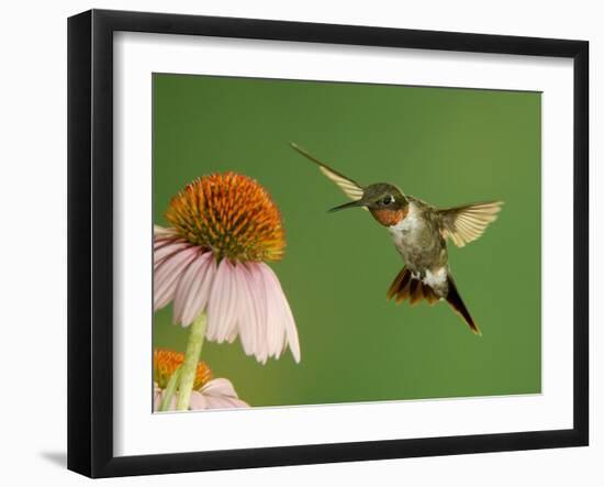 Ruby Throated Hummingbird,Male Feeding on Purple Coneflower, New Braunfels, Texas, USA-Rolf Nussbaumer-Framed Photographic Print