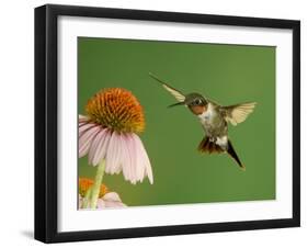 Ruby Throated Hummingbird,Male Feeding on Purple Coneflower, New Braunfels, Texas, USA-Rolf Nussbaumer-Framed Photographic Print