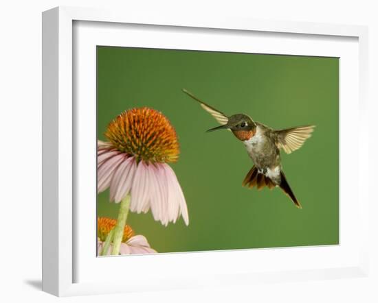 Ruby Throated Hummingbird,Male Feeding on Purple Coneflower, New Braunfels, Texas, USA-Rolf Nussbaumer-Framed Photographic Print