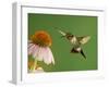 Ruby Throated Hummingbird,Male Feeding on Purple Coneflower, New Braunfels, Texas, USA-Rolf Nussbaumer-Framed Photographic Print