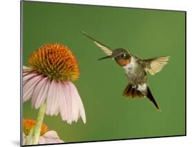 Ruby Throated Hummingbird,Male Feeding on Purple Coneflower, New Braunfels, Texas, USA-Rolf Nussbaumer-Mounted Photographic Print