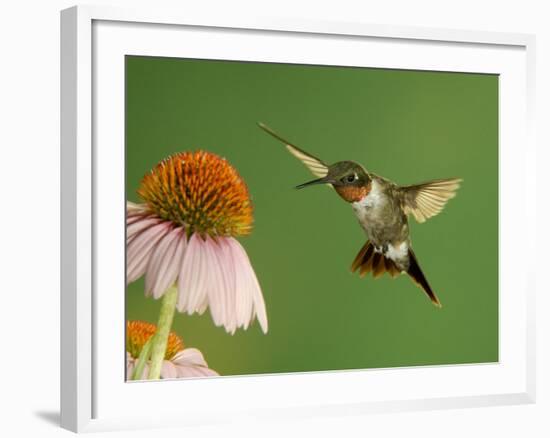 Ruby Throated Hummingbird,Male Feeding on Purple Coneflower, New Braunfels, Texas, USA-Rolf Nussbaumer-Framed Photographic Print