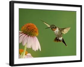 Ruby Throated Hummingbird,Male Feeding on Purple Coneflower, New Braunfels, Texas, USA-Rolf Nussbaumer-Framed Photographic Print