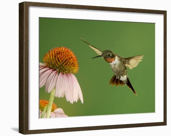 Ruby Throated Hummingbird,Male Feeding on Purple Coneflower, New Braunfels, Texas, USA-Rolf Nussbaumer-Framed Photographic Print