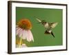 Ruby Throated Hummingbird,Male Feeding on Purple Coneflower, New Braunfels, Texas, USA-Rolf Nussbaumer-Framed Photographic Print