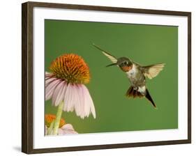 Ruby Throated Hummingbird,Male Feeding on Purple Coneflower, New Braunfels, Texas, USA-Rolf Nussbaumer-Framed Photographic Print