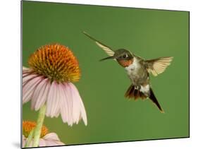 Ruby Throated Hummingbird,Male Feeding on Purple Coneflower, New Braunfels, Texas, USA-Rolf Nussbaumer-Mounted Photographic Print