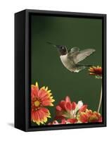 Ruby Throated Hummingbird, Male Flying, Texas, USA-Rolf Nussbaumer-Framed Stretched Canvas