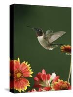 Ruby Throated Hummingbird, Male Flying, Texas, USA-Rolf Nussbaumer-Stretched Canvas