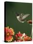 Ruby Throated Hummingbird, Male Flying, Texas, USA-Rolf Nussbaumer-Stretched Canvas