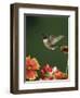 Ruby Throated Hummingbird, Male Flying, Texas, USA-Rolf Nussbaumer-Framed Premium Photographic Print