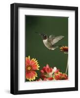 Ruby Throated Hummingbird, Male Flying, Texas, USA-Rolf Nussbaumer-Framed Premium Photographic Print