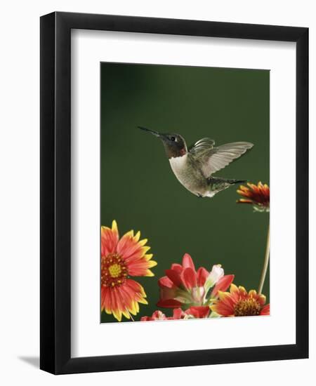 Ruby Throated Hummingbird, Male Flying, Texas, USA-Rolf Nussbaumer-Framed Premium Photographic Print