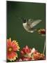 Ruby Throated Hummingbird, Male Flying, Texas, USA-Rolf Nussbaumer-Mounted Photographic Print