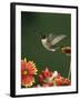 Ruby Throated Hummingbird, Male Flying, Texas, USA-Rolf Nussbaumer-Framed Photographic Print