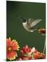 Ruby Throated Hummingbird, Male Flying, Texas, USA-Rolf Nussbaumer-Mounted Photographic Print