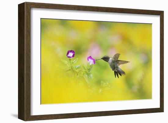 Ruby-throated Hummingbird male in flight feeding, Hill Country, Texas, USA-Rolf Nussbaumer-Framed Photographic Print