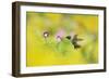 Ruby-throated Hummingbird male in flight feeding, Hill Country, Texas, USA-Rolf Nussbaumer-Framed Photographic Print