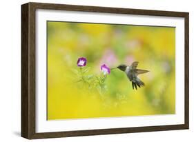 Ruby-throated Hummingbird male in flight feeding, Hill Country, Texas, USA-Rolf Nussbaumer-Framed Photographic Print