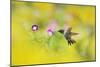 Ruby-throated Hummingbird male in flight feeding, Hill Country, Texas, USA-Rolf Nussbaumer-Mounted Photographic Print