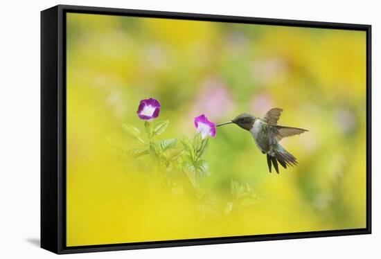 Ruby-throated Hummingbird male in flight feeding, Hill Country, Texas, USA-Rolf Nussbaumer-Framed Stretched Canvas