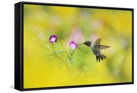 Ruby-throated Hummingbird male in flight feeding, Hill Country, Texas, USA-Rolf Nussbaumer-Framed Stretched Canvas