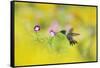 Ruby-throated Hummingbird male in flight feeding, Hill Country, Texas, USA-Rolf Nussbaumer-Framed Stretched Canvas