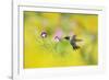 Ruby-throated Hummingbird male in flight feeding, Hill Country, Texas, USA-Rolf Nussbaumer-Framed Photographic Print