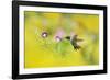 Ruby-throated Hummingbird male in flight feeding, Hill Country, Texas, USA-Rolf Nussbaumer-Framed Photographic Print