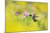 Ruby-throated Hummingbird male in flight feeding, Hill Country, Texas, USA-Rolf Nussbaumer-Mounted Photographic Print