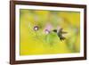 Ruby-throated Hummingbird male in flight feeding, Hill Country, Texas, USA-Rolf Nussbaumer-Framed Photographic Print