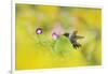 Ruby-throated Hummingbird male in flight feeding, Hill Country, Texas, USA-Rolf Nussbaumer-Framed Photographic Print