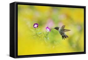 Ruby-throated Hummingbird male in flight feeding, Hill Country, Texas, USA-Rolf Nussbaumer-Framed Stretched Canvas