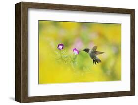 Ruby-throated Hummingbird male in flight feeding, Hill Country, Texas, USA-Rolf Nussbaumer-Framed Photographic Print