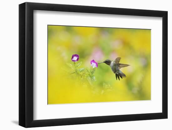 Ruby-throated Hummingbird male in flight feeding, Hill Country, Texas, USA-Rolf Nussbaumer-Framed Photographic Print